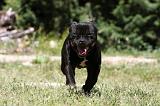 STAFFIE 406